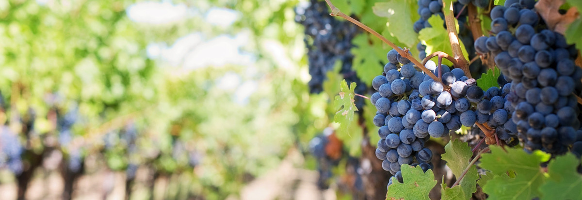Viñedos de Chile